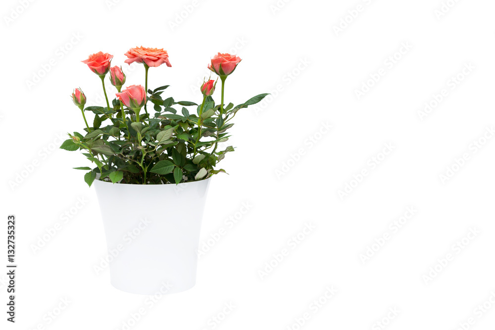 Fototapeta premium beautiful pink rose in white pot isolated on white background