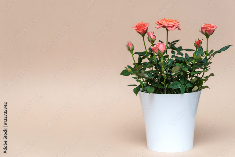 beautiful pink rose in white pot on beige background