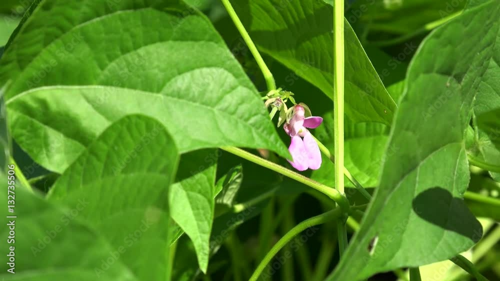 Blossom of the Black bean (Phaseolus vulgaris). Vinales valley, Cuba Blossom of the Black bean (Phaseolus vulgaris). Vinales valley, Cuba