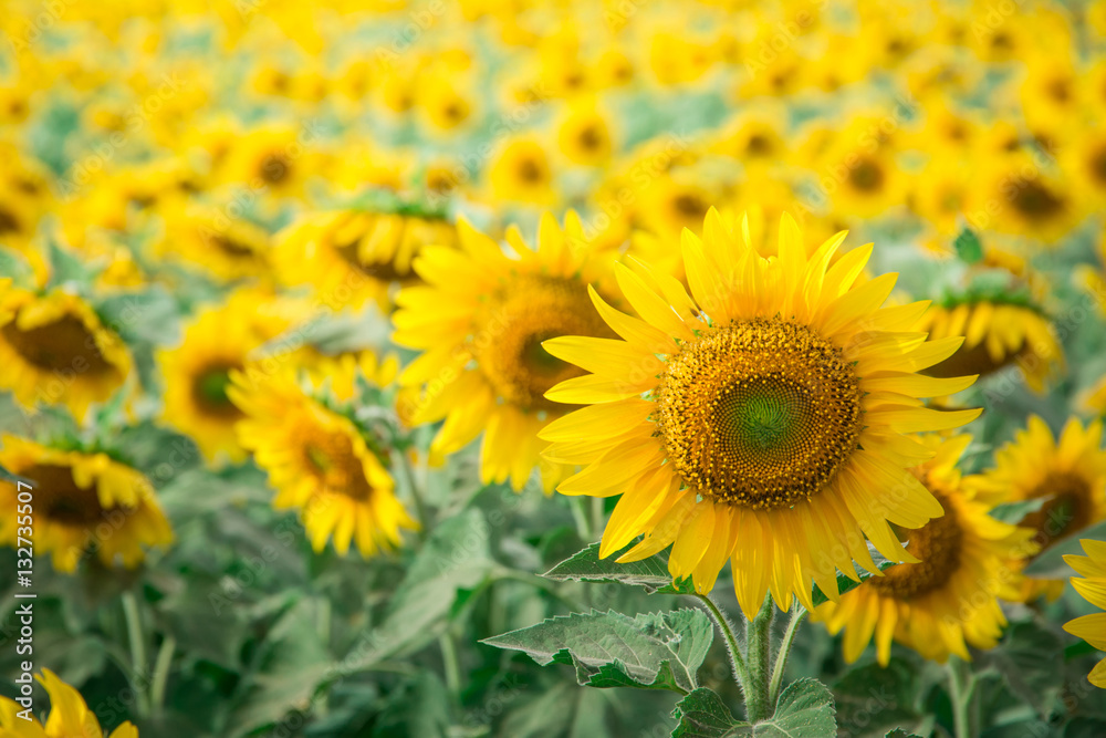 sunflower in garden