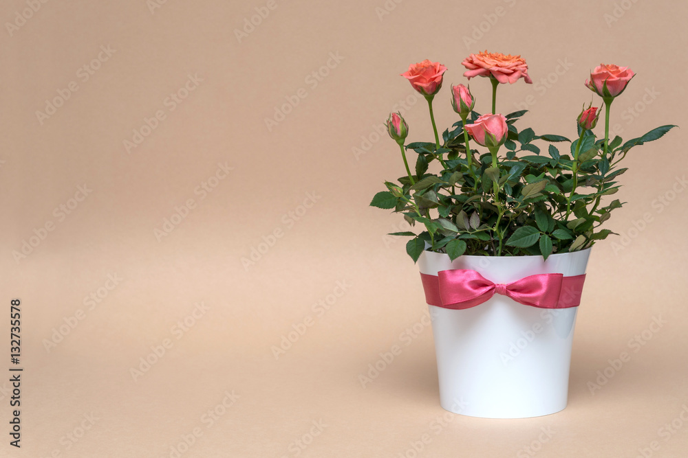 beautiful pink rose in white pot on beige background