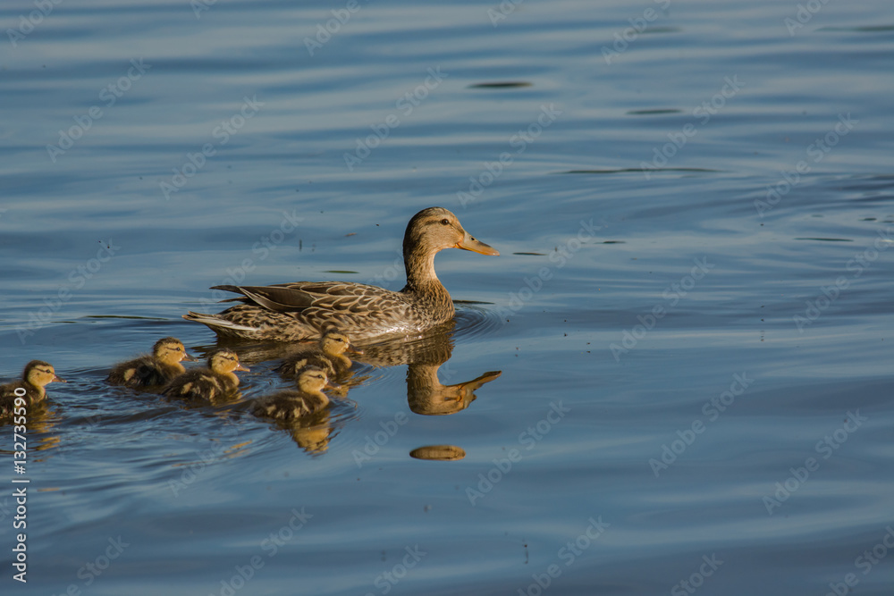 Parenting. Mother duck with her flock of babies swimming through the water. Togetherness. Guidance.