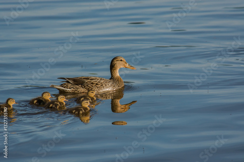 Obraz na płótnie Parenting. Mother duck with her flock of babies swimming through the water. Togetherness. Guidance. w salonie