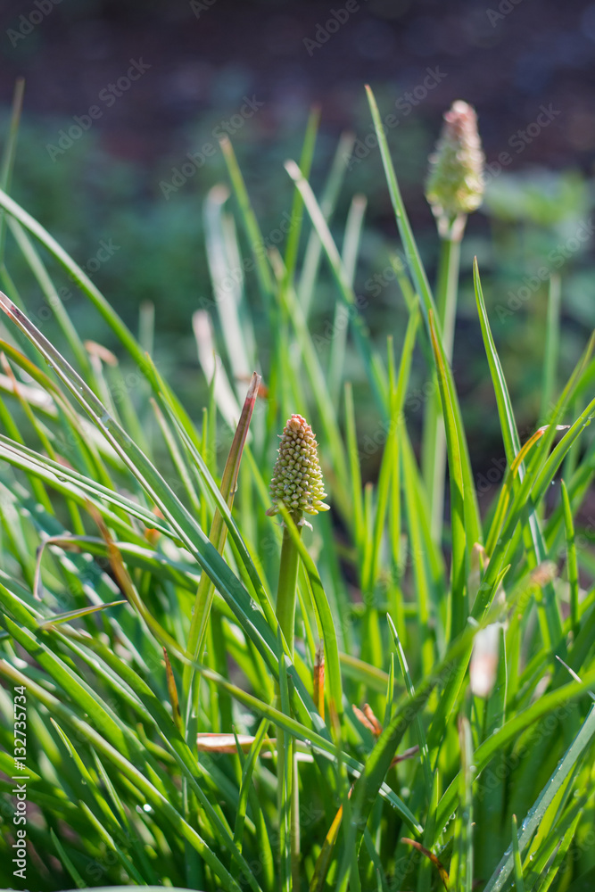 Red Hot Pokers. Landscape plants. Gardens.