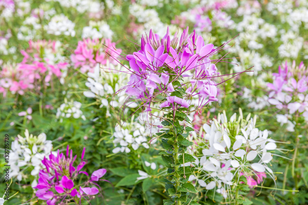 Close-up colorful pink spider flower (Cleome Spinosa) in natural