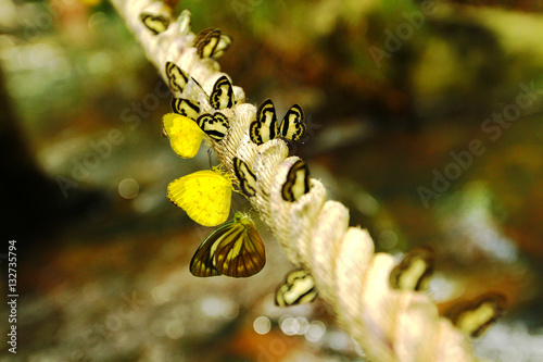 A lot of butterfly on the long rope with waterfall background (Amathusiidae) photo