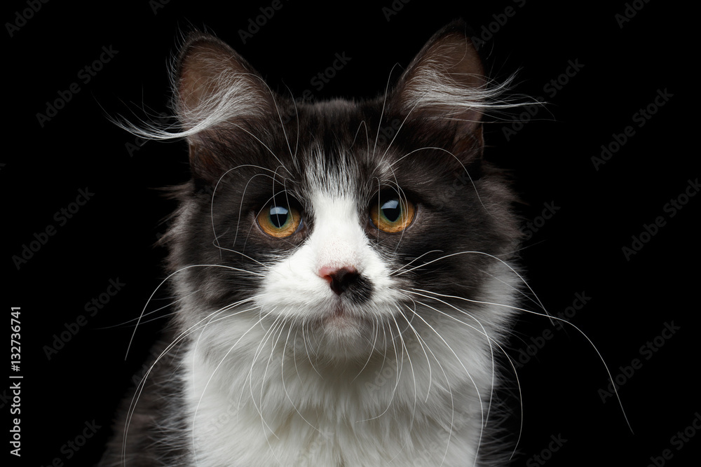Close-up portrait of cute Black with white Siberian Cat with spot on nose isolated black background, front view Close-up portrait of cute Black with white Siberian Cat with spot on nose isolated black background, front view