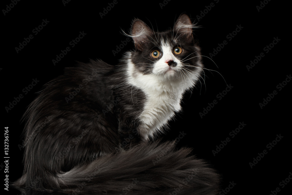 Playful Black with white Siberian Cat with spot on nose sitting with furry tail on isolated black background with reflection, Side view