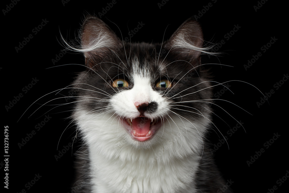 Close-up portrait of cute Black with white Siberian Cat with spot on nose meowing, isolated black background, front view Close-up portrait of cute Black with white Siberian Cat with spot on nose meowing, isolated black background, front view