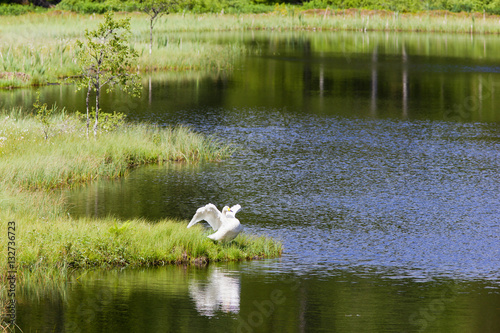 Whooper Swan