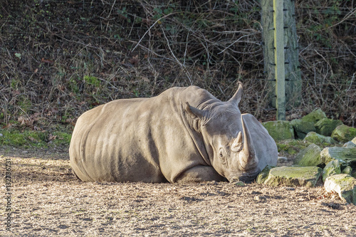 breedlipneushoorn photo