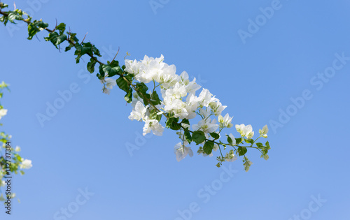 white bougainvillea flowers photo