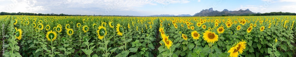 Naklejka premium 360 degree panorama of Sunflower field at the mountain