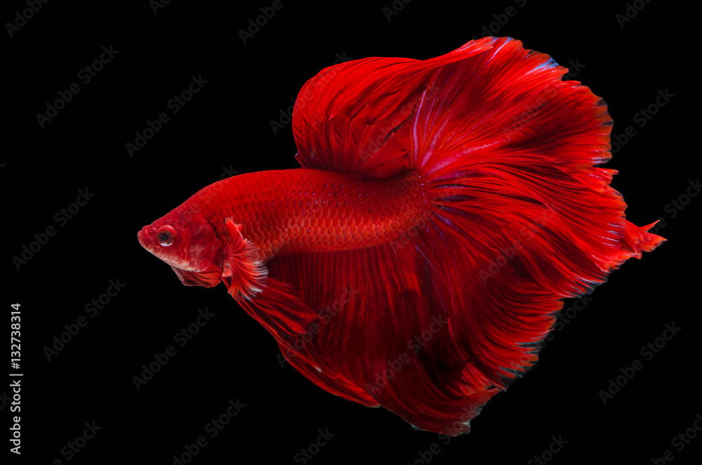 Rhythmic of Betta fish, siamese fighting fish betta splendens (H