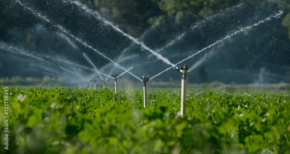 Water sprinklers irrigating a field. - obrazy, fototapety, plakaty 