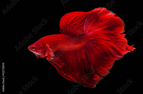 Rhythmic of Betta fish, siamese fighting fish betta splendens (H photo