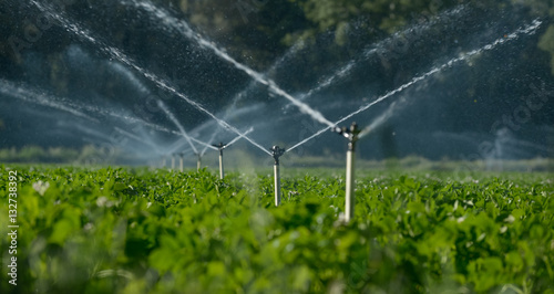 Water sprinklers irrigating a field. photo