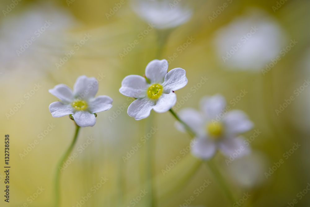 Rock Jasmine Rock Jasmine