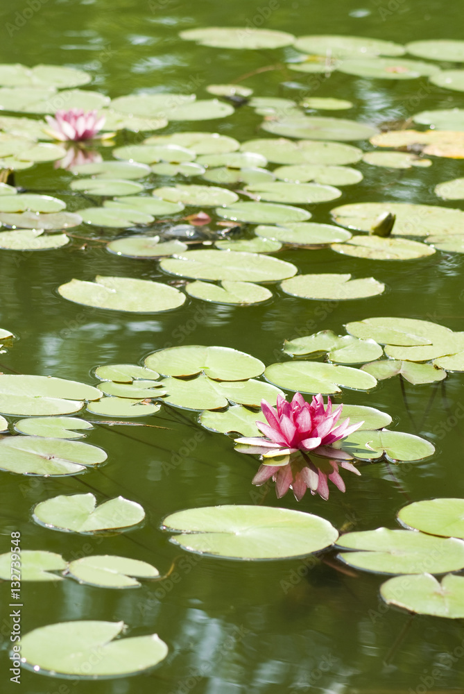 image of beautiful lotus flower in the water closeup image of beautiful lotus flower in the water closeup