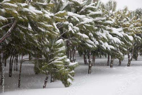 Snow and pine tree 