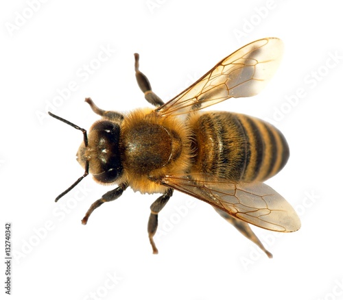 detail of bee or honeybee , Apis Mellifera