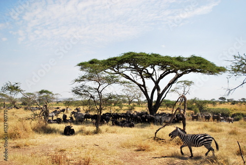 Life on the Serengeti