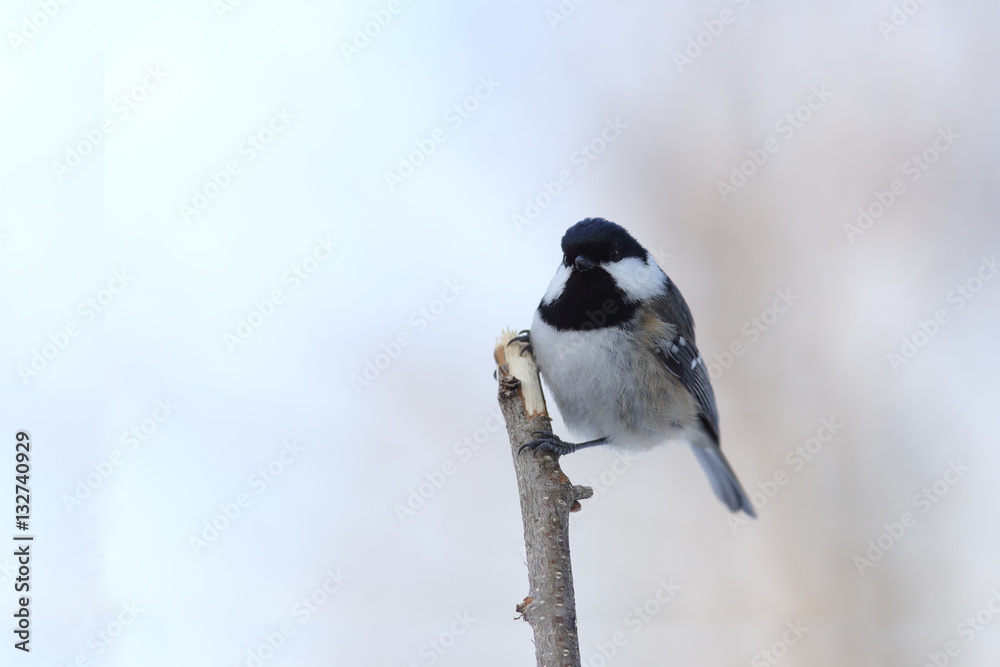 Small coal tit sitting on broken branch Small coal tit sitting on broken branch