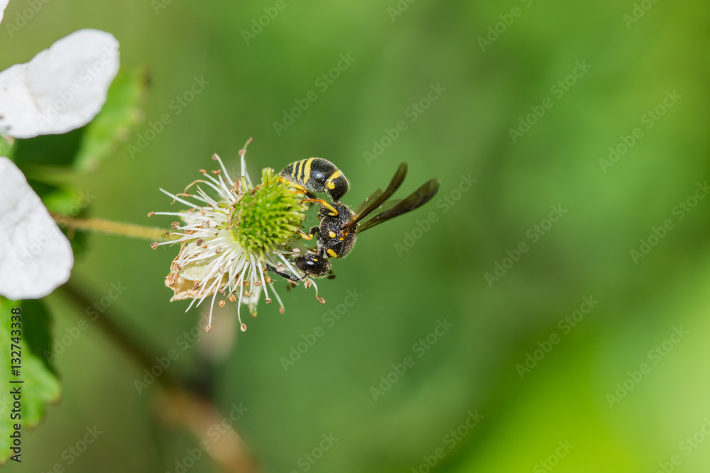 Wasp macro. Wasp on a blackberry flower.
