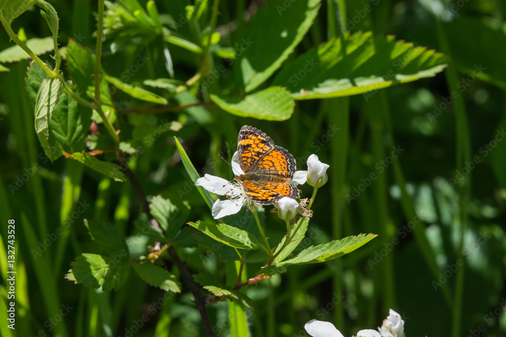 Small orange and black butterfly on a Blackberry flower.