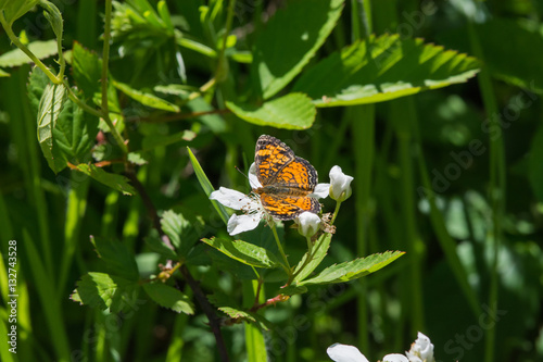 Obraz na płótnie Small orange and black butterfly on a Blackberry flower. w salonie