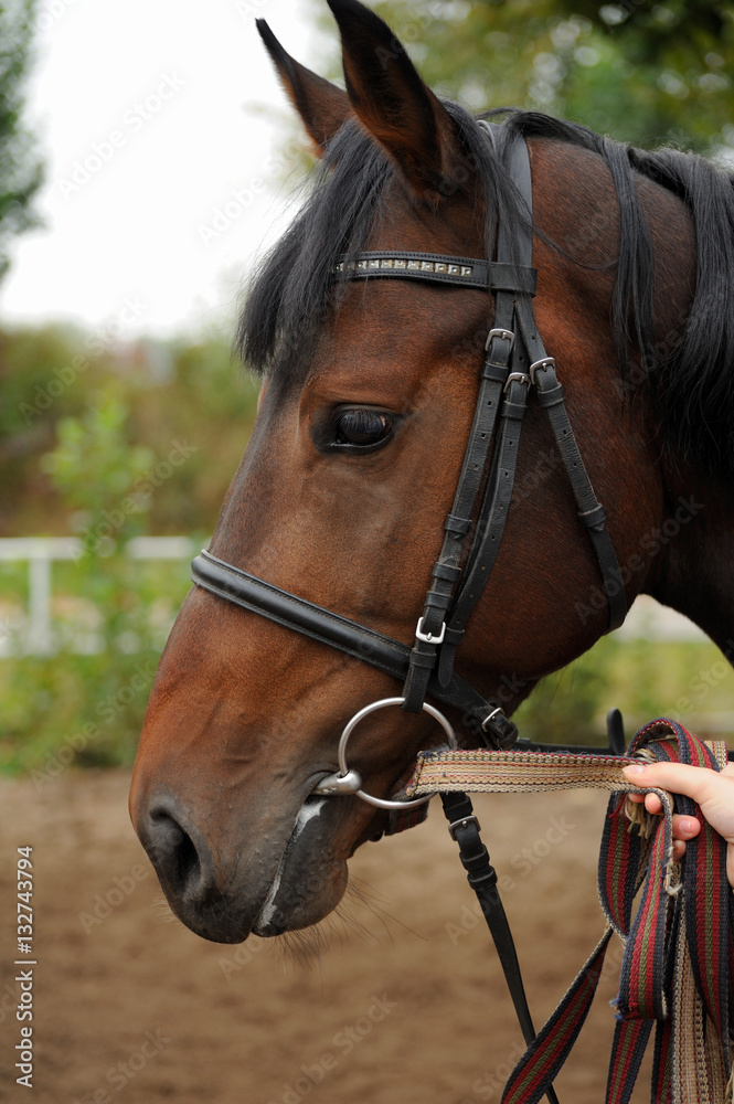 Horse head portrait in harness . Horse head portrait in harness .