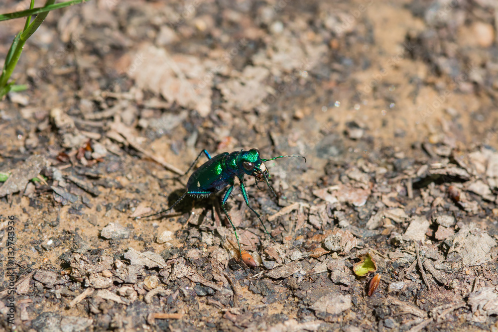 Insect macro. Green Tiger Beetle. Shiny green bug.