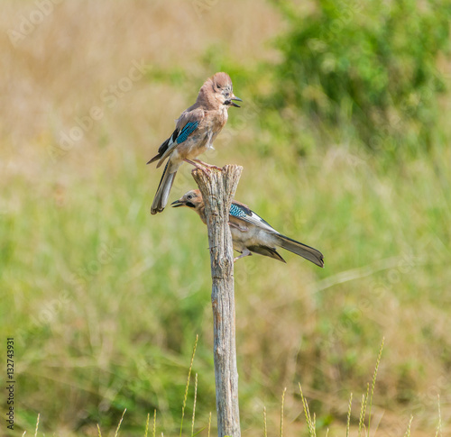 Eichelhäher-Pärchen (Garrulus glandarius) photo