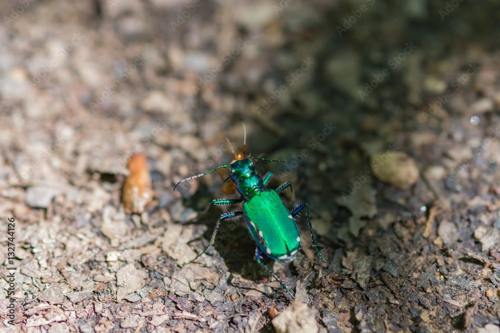 Green tiger beetle. Six spotted. macro insect.