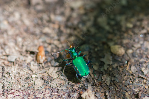 Obraz na płótnie Green tiger beetle. Six spotted. macro insect. w salonie