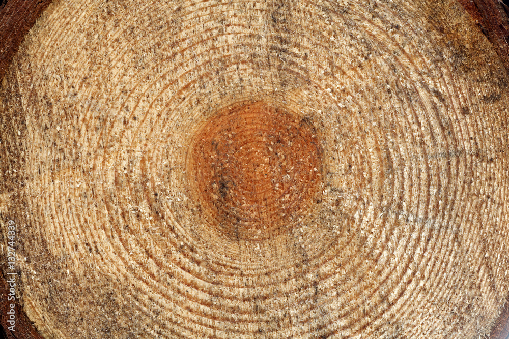 Fototapeta premium Wood texture