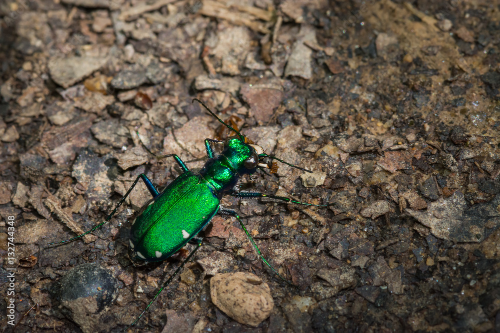 Six spotted green tiger beetle. Shiny green insect. macro.