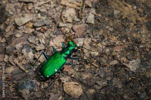 Obraz na płótnie Six spotted green tiger beetle. Shiny green insect. macro. w salonie