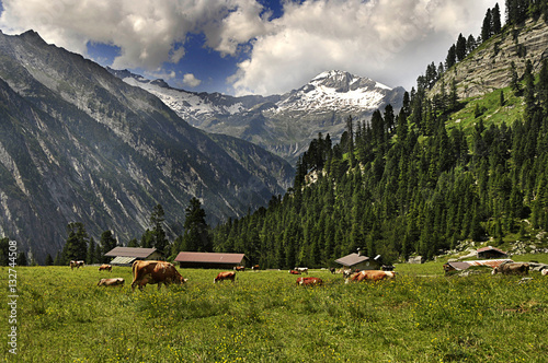 Glückliche, grasende Kühe bei einer Alm in den Bergen