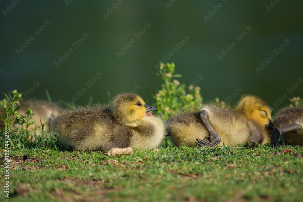 New life. Baby geese laying in the green spring grass.