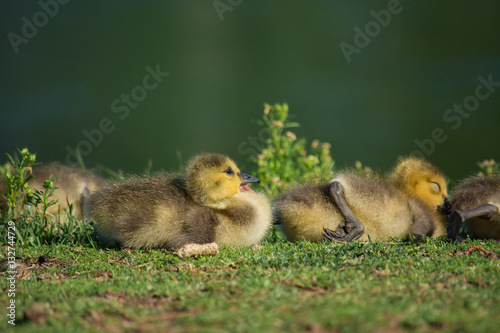 Obraz na płótnie New life. Baby geese laying in the green spring grass. w salonie