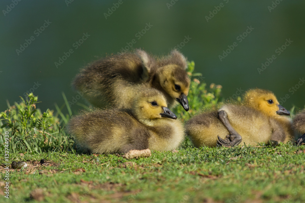 Fuzzy baby geese. Adorable nature.