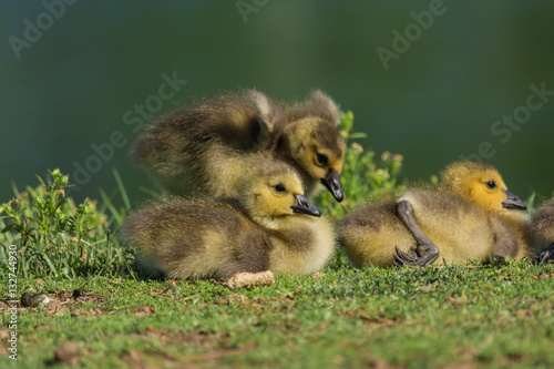 Obraz na płótnie Fuzzy baby geese. Adorable nature. w salonie
