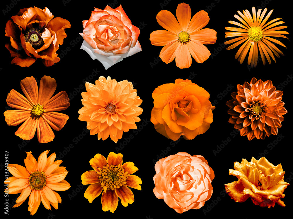 Mix collage of natural and surreal orange flowers 12 in 1: peony, dahlia, primula, aster, daisy, rose, gerbera, clove, chrysanthemum, cornflower, flax, pelargonium isolated on black - obrazy, fototapety, plakaty 