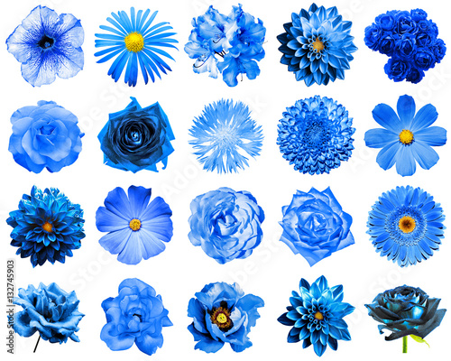 Mix collage of natural and surreal blue flowers 20 in 1: peony, dahlia, primula, aster, daisy, rose, gerbera, clove, chrysanthemum, cornflower, flax, pelargonium isolated on white