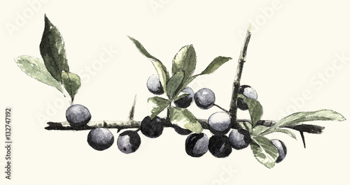 Blackthorn, Digital engraving vintage botanical photo
