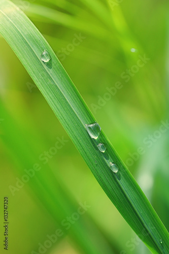 Wassertropfen am Grashalm