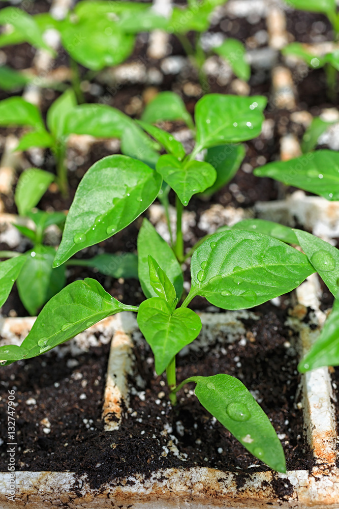 Pepper seedlings ready to transplant. Pepper seedlings ready to transplant.