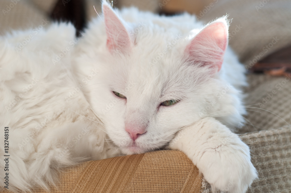 Sleeping and dreaming cat with eyes widly opened. Cat face. Sleeping and dreaming cat with eyes widly opened. Cat face.