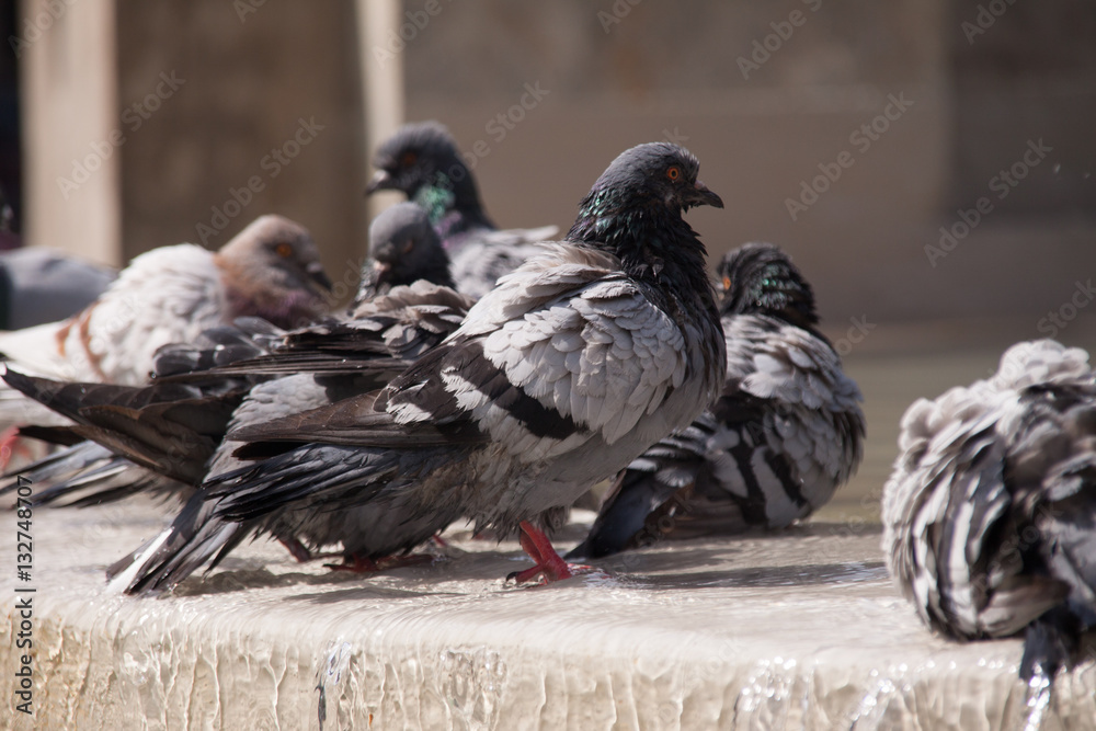 Fototapeta premium doves taking a bath in flowing water of a fountain 